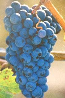 CabSauv