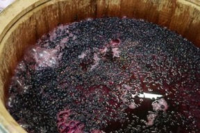 fermentation
