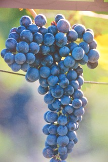 Merlot